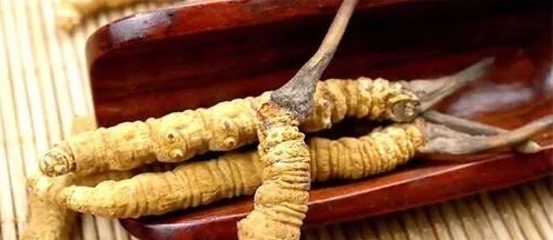 冬蟲夏草超微粉碎的應(yīng)用